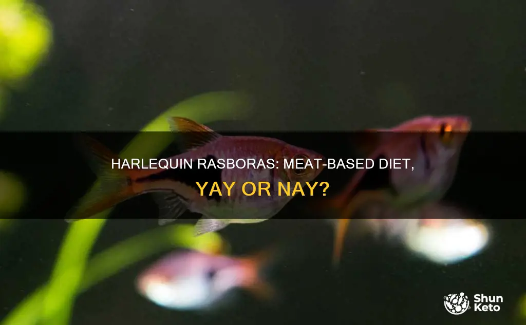 do i feed harlequin rasboras a meat based diet