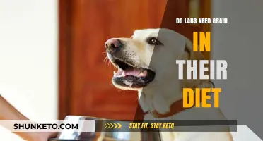 Grain-Free Diets: Are They Healthy for Labs?