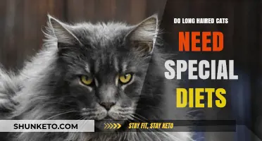 Long-Haired Cats: Special Diet Requirements?