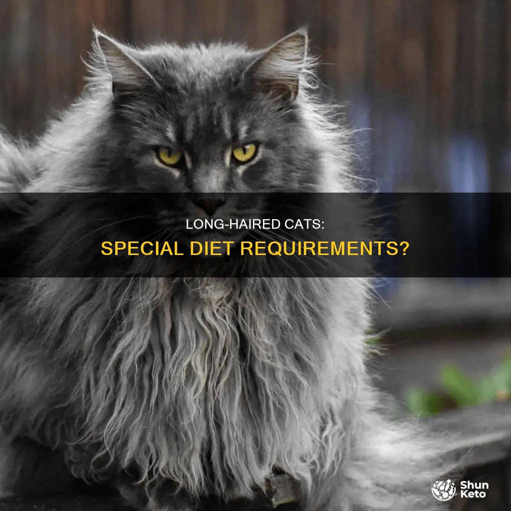 do long haired cats need special diets