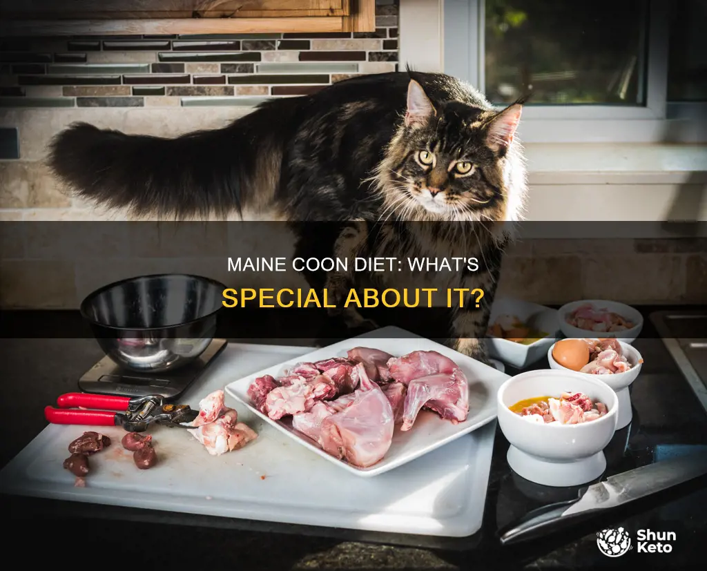 do maine coon cats need a special diet