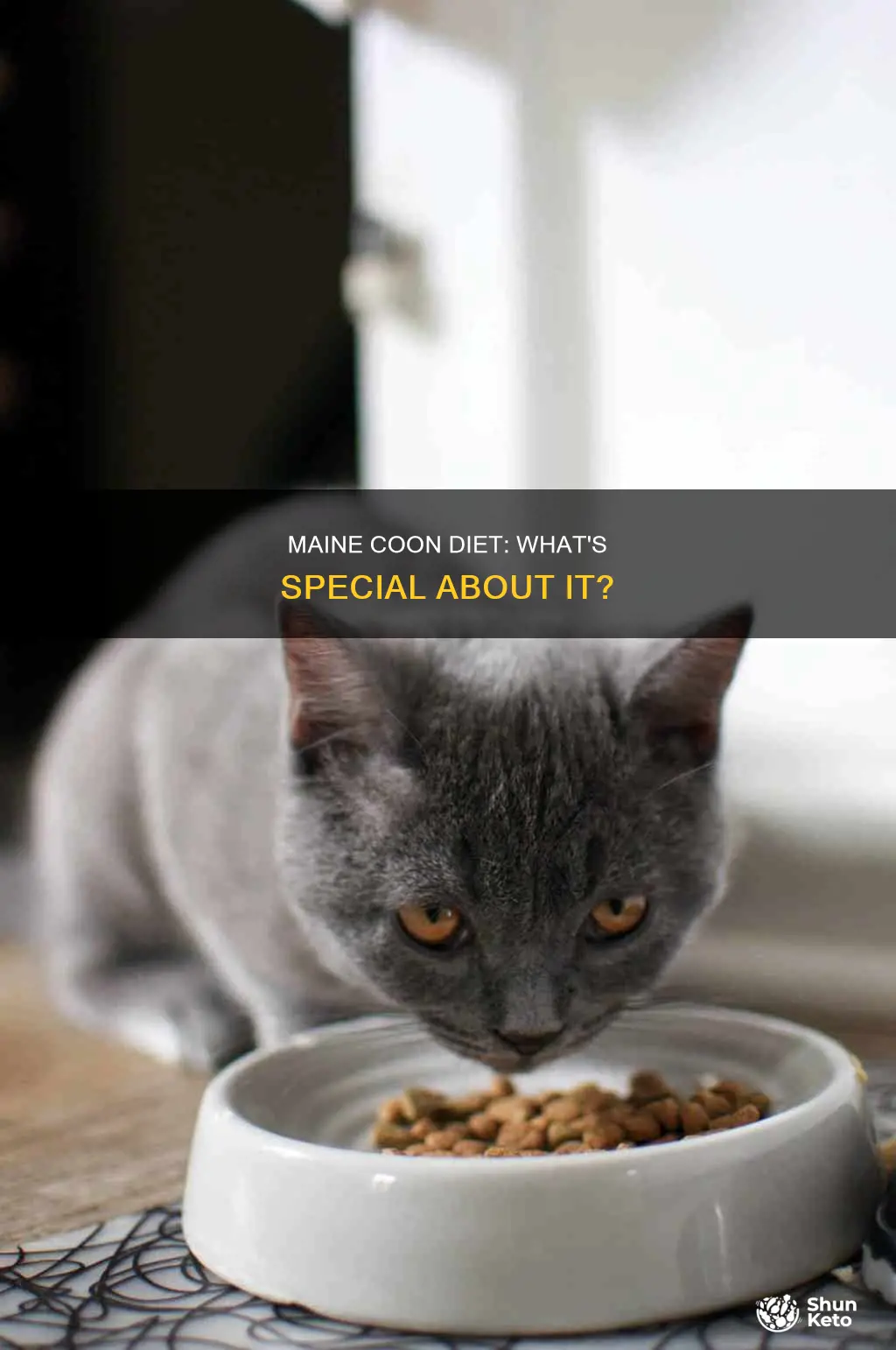 do maine coons need a special diet