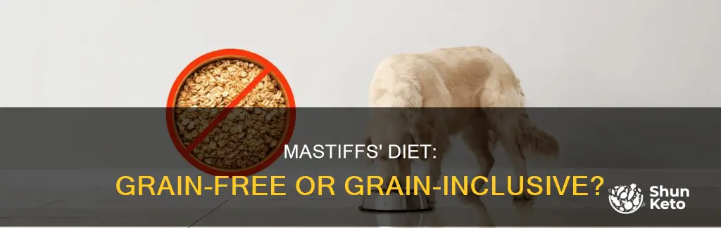 do mastiffs need grain in their diet