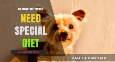 Miniature Yorkies: A Special Diet for Small Dogs