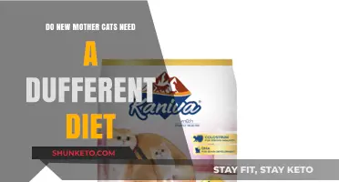Mother Cats: A Special Diet for New Moms