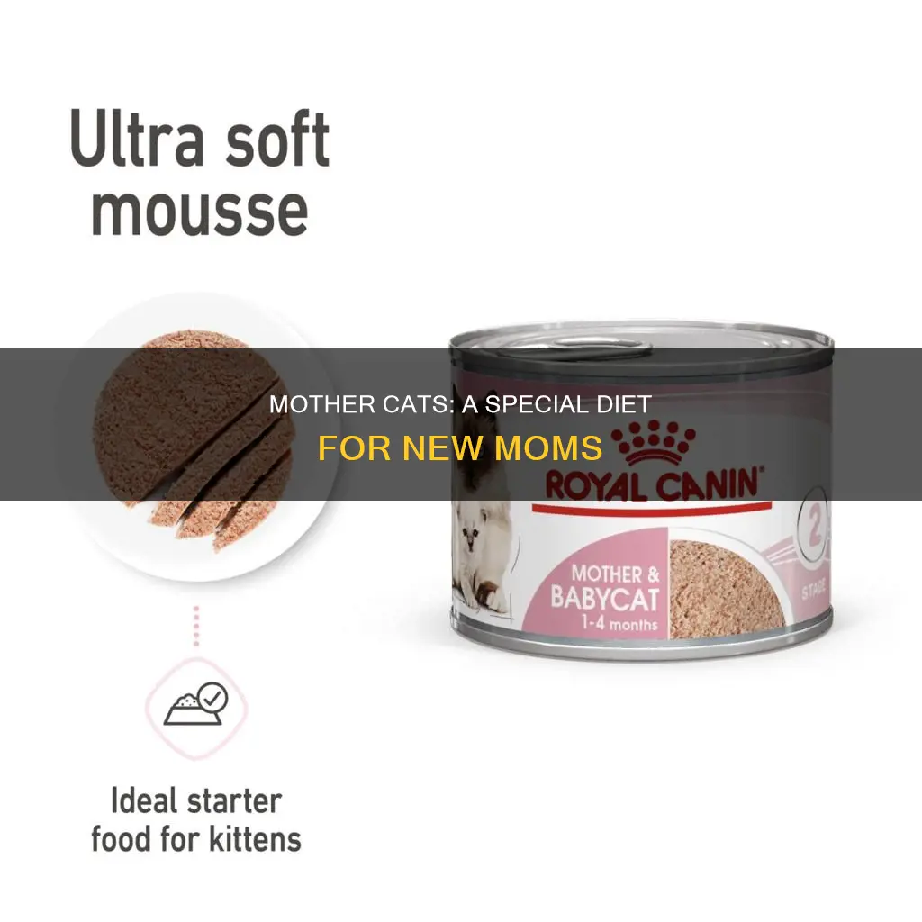 do new mother cats need a dufferent diet