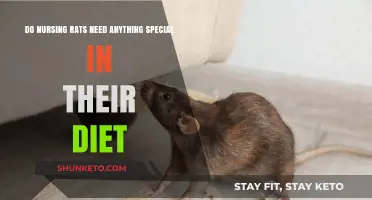 Nursing Rats: What Special Dietary Needs?