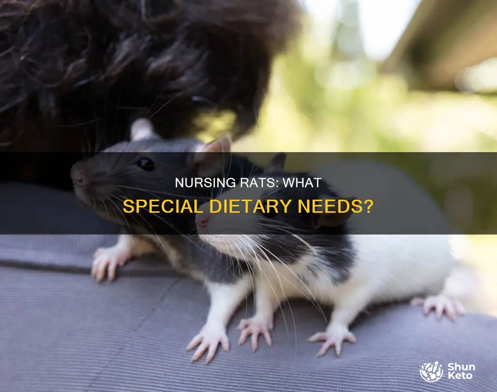 do nursing rats need anything special in their diet