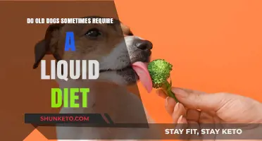 Liquid Diets for Senior Dogs: When and Why?