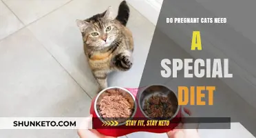 Pregnant Cats: What's the Right Diet?