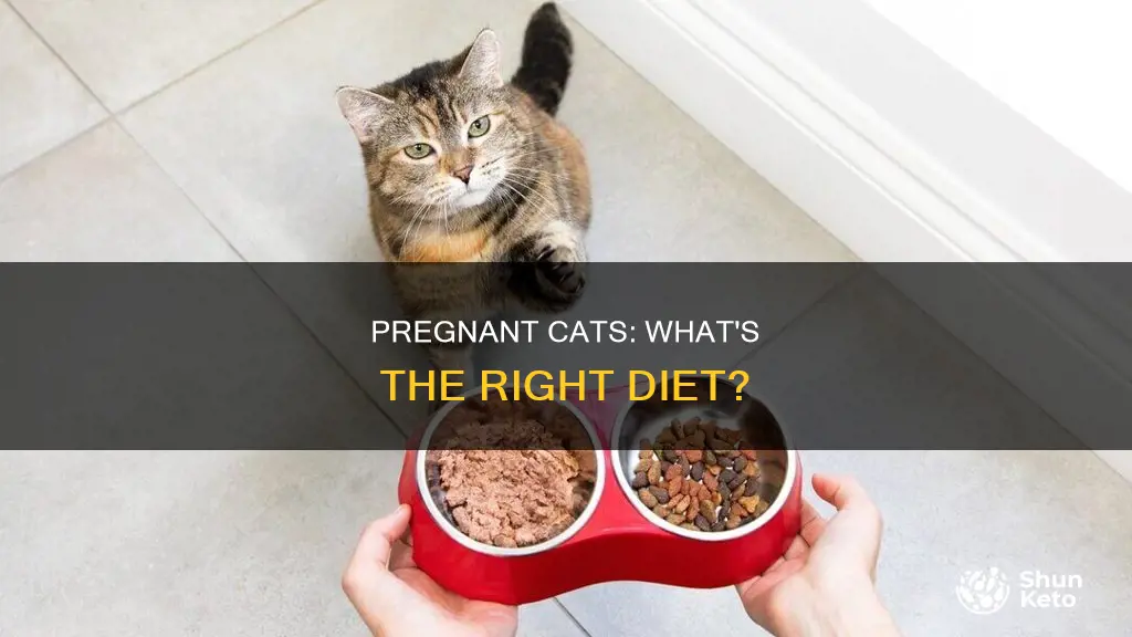 do pregnant cats need a special diet
