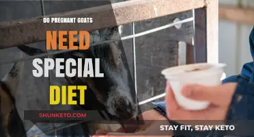 Goat Pregnancy Diet: What to Feed and Avoid