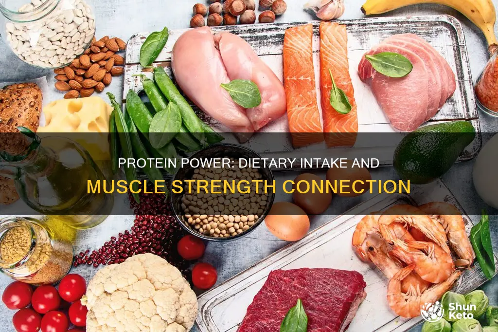 do proteins consumed in diet increase muscle strength