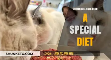 Ragdoll Cats: What's the Best Diet for Them?