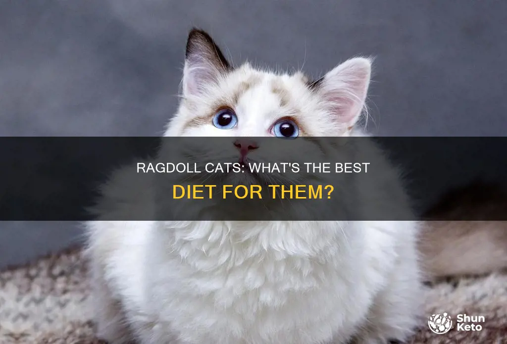 do ragdoll cats need a special diet