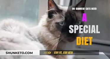Siamese Cats: Do They Need a Special Diet?