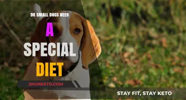 Small Dog, Special Diet: What's the Right Food?