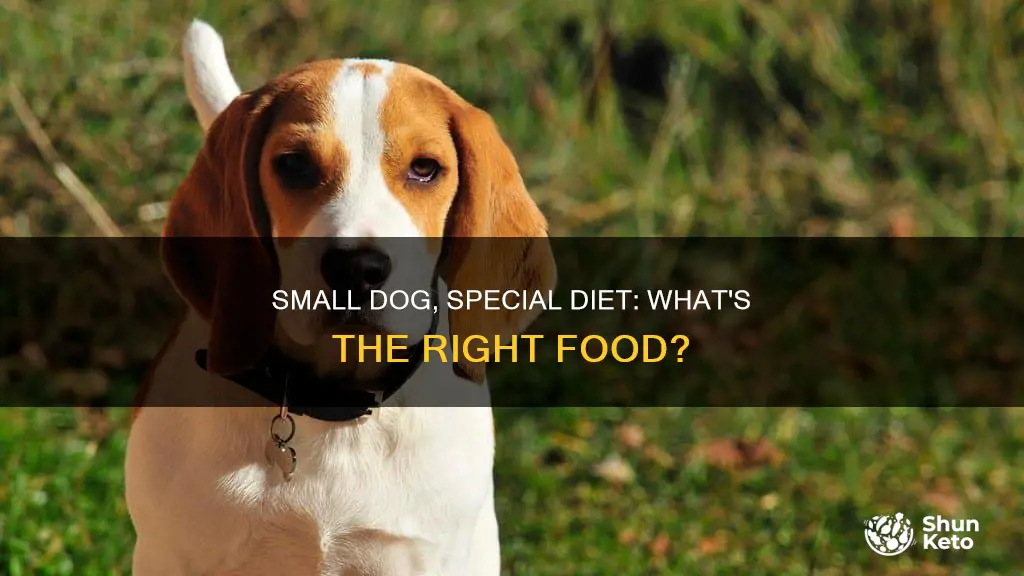 do small dogs need a special diet