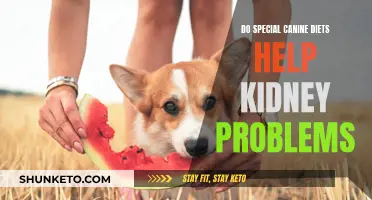 Canine Kidney Health: Special Diets, Do They Help?