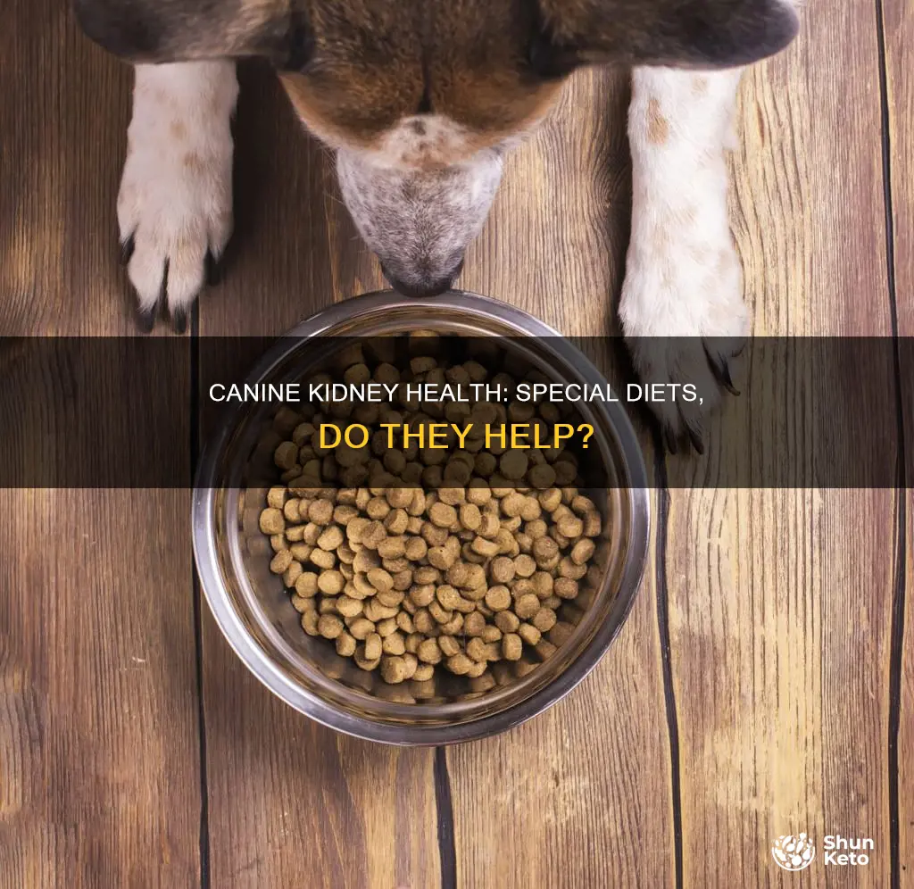 do special canine diets help kidney problems