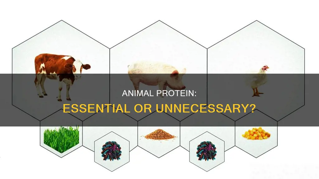 do we need animal protein your diet