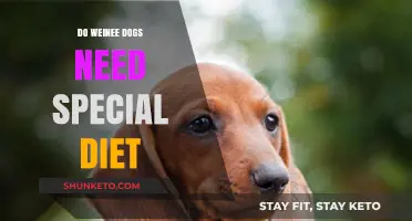 Special Diet Requirements for Dachshunds: What You Need to Know