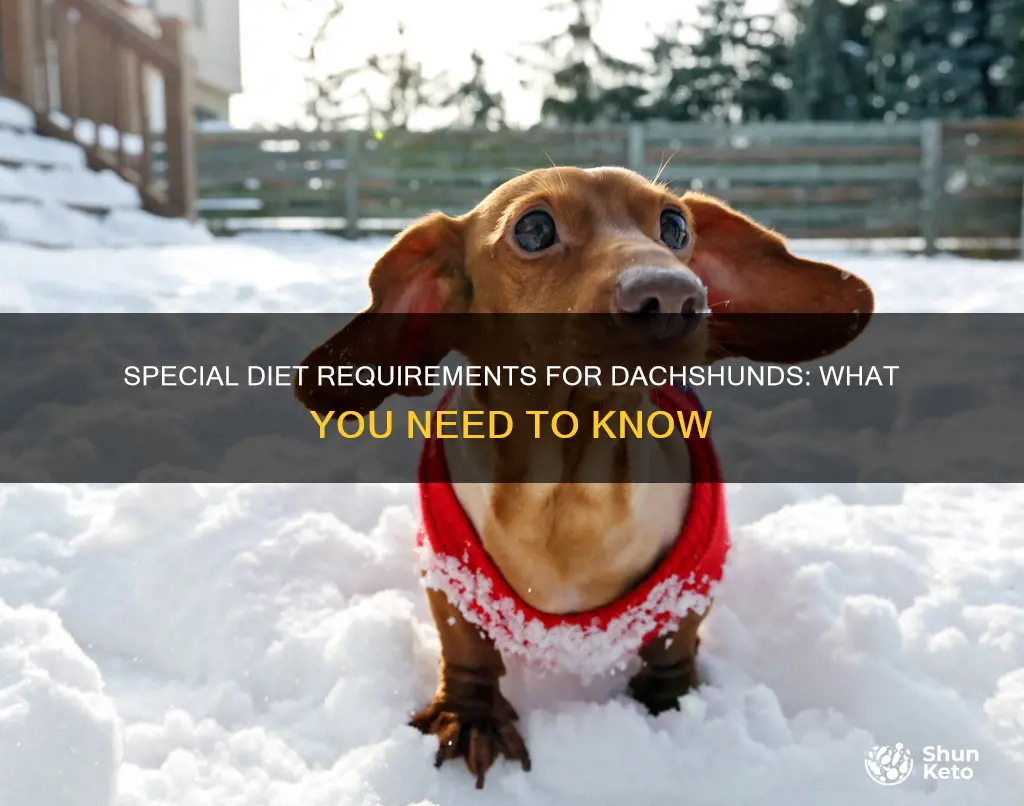 do weinee dogs need special diet