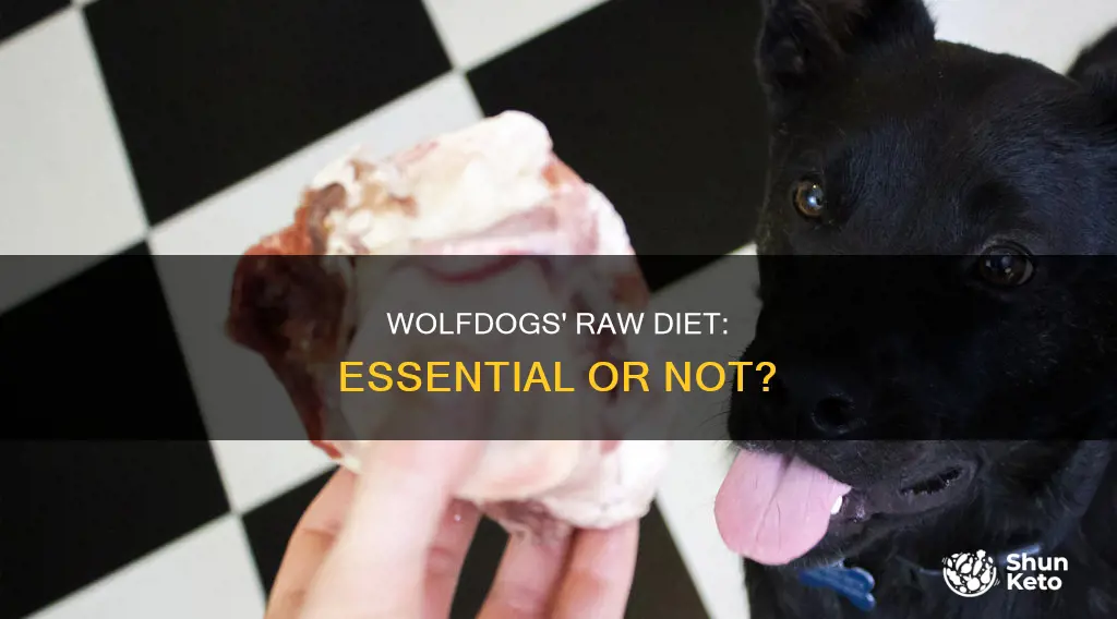 do wolfdogs need a raw diet