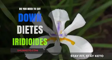 Pruning Dietes Iridioides: When and Why You Should Cut Back