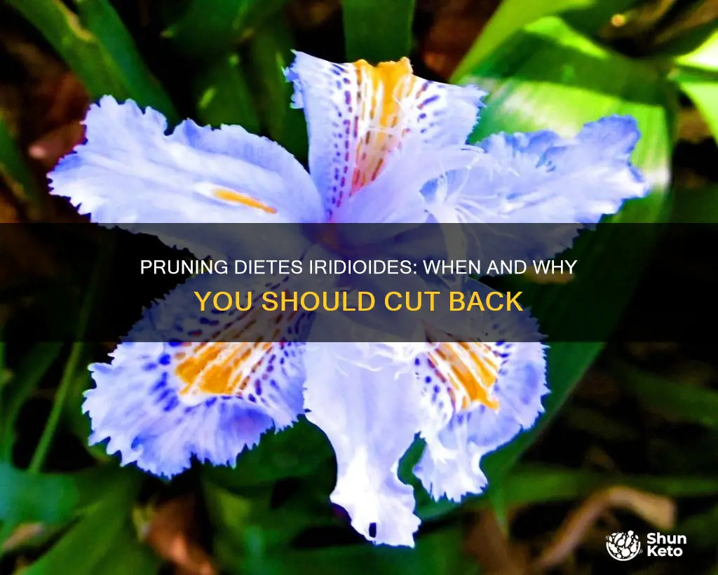 do you need to cut down dietes iridioides