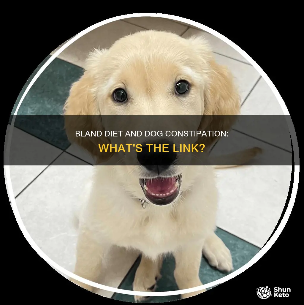does a bland diet cause constipation in dogs