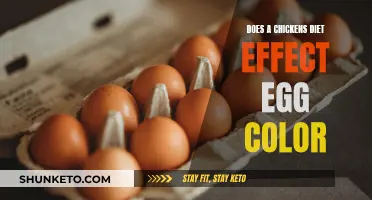 Chicken Diet: Egg Color Science Explained