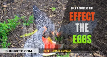 Chicken Diet: Healthier Eggs?
