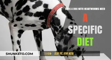 Heartworm Diet: What Heartworm-Positive Dogs Need to Eat