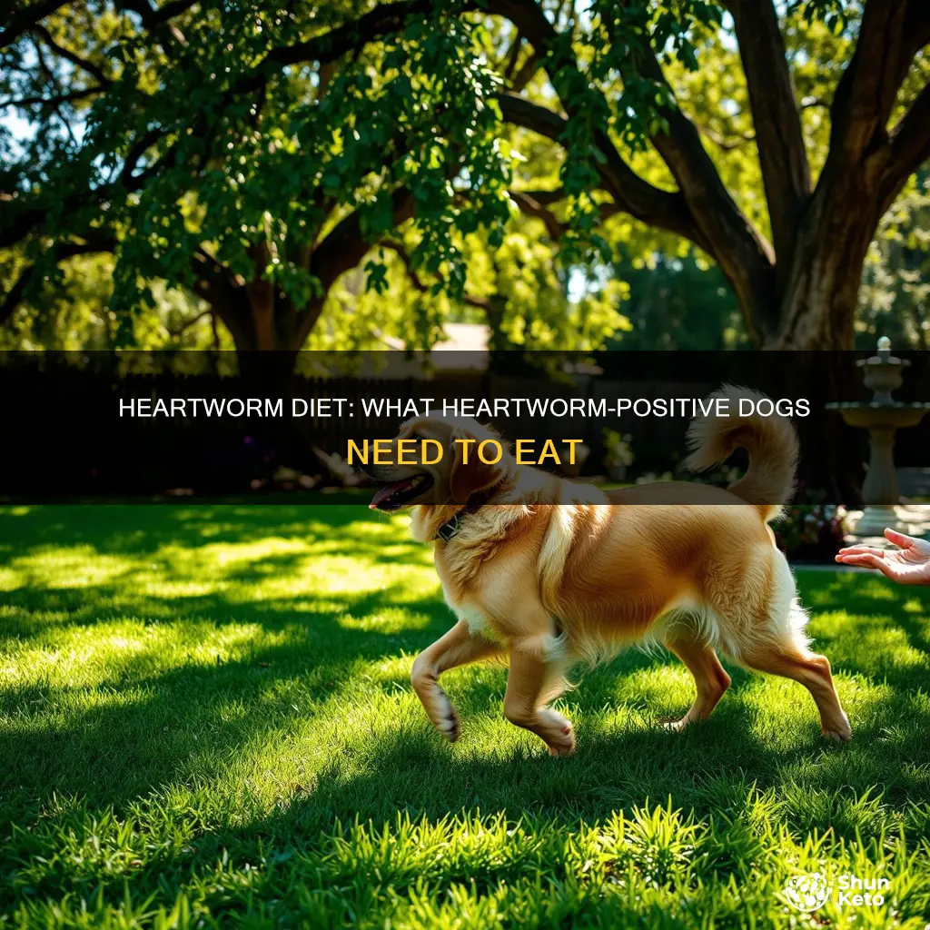 does a dog with heartworms need a specific diet