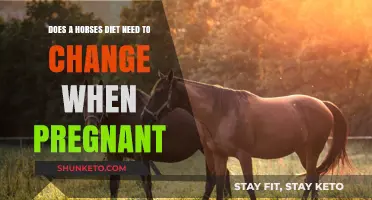 Pregnant Mares: Diet Changes for Healthy Foals