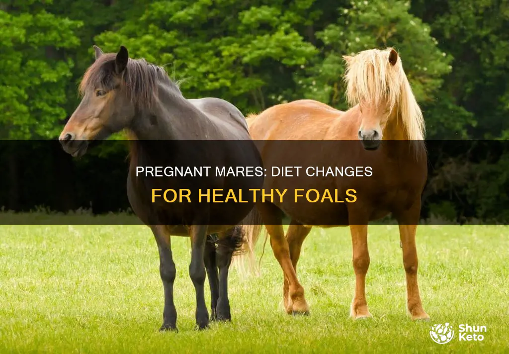 does a horses diet need to change when pregnant