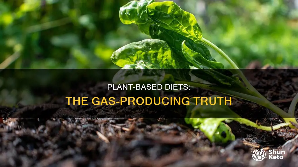 does a plant based diet cause gas