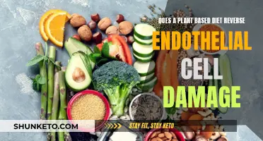 Plant-Based Diets: Healing Endothelial Cell Damage