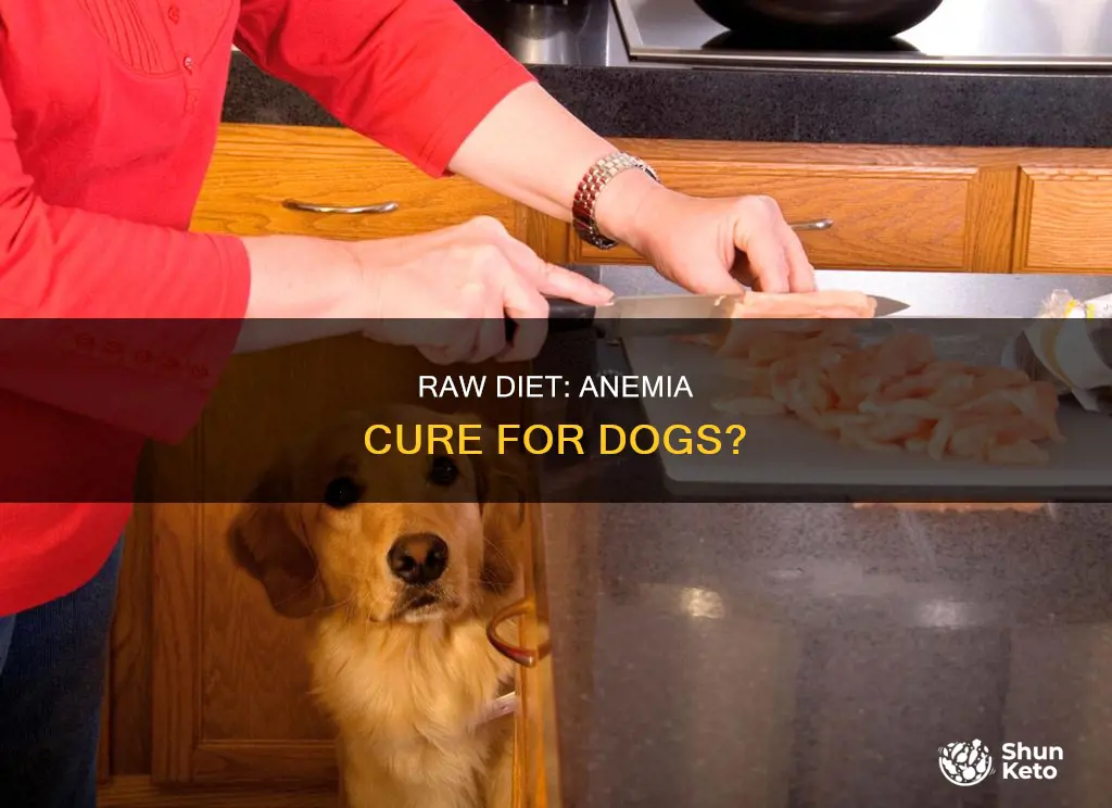 does a raw diet help dogs with anemia