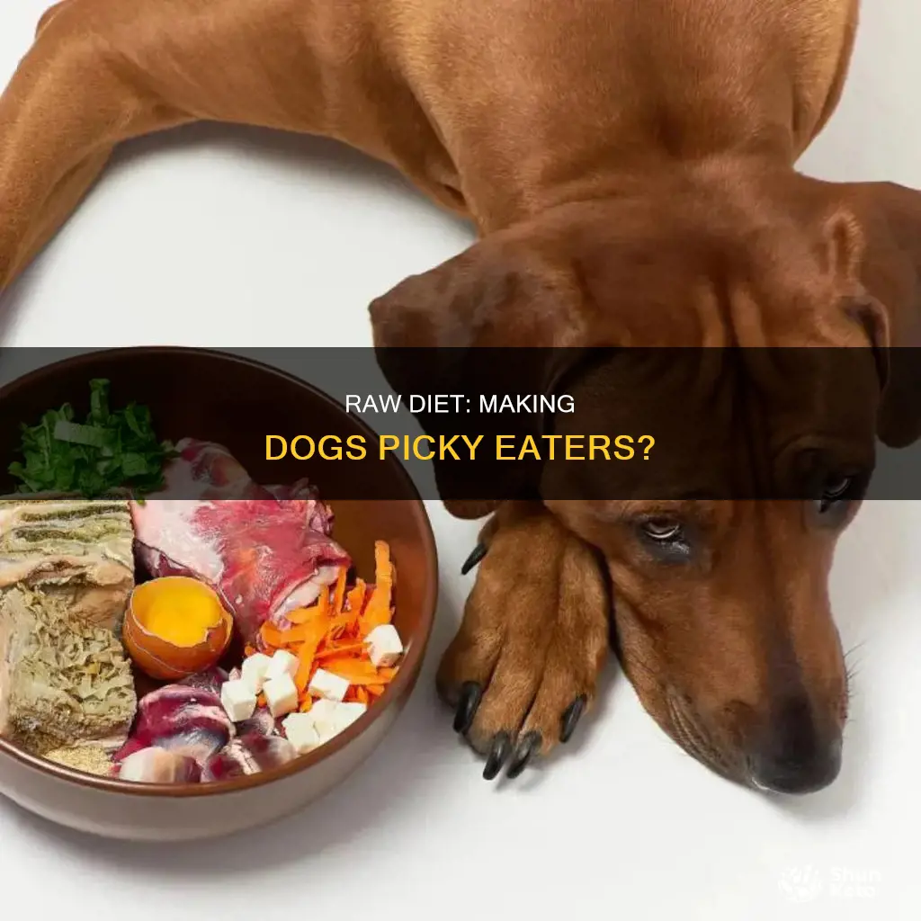 does a raw diet make a dog more picky