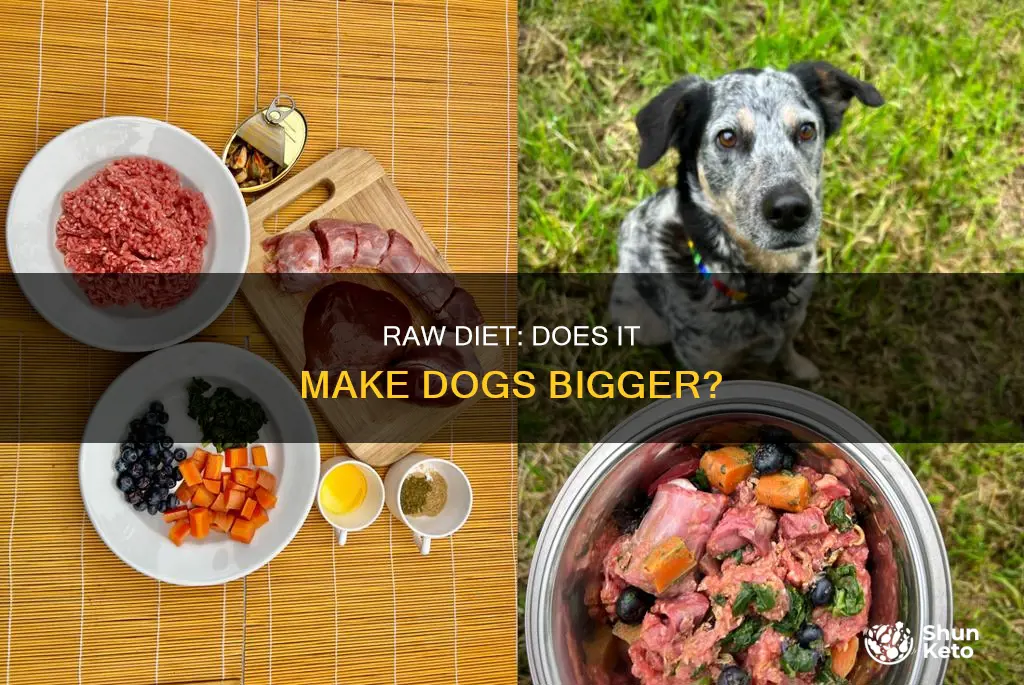does a raw diet make dogs bigger