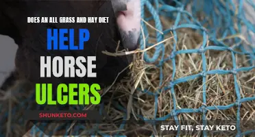 Grass and Hay Diets: Natural Remedy for Horse Ulcers?