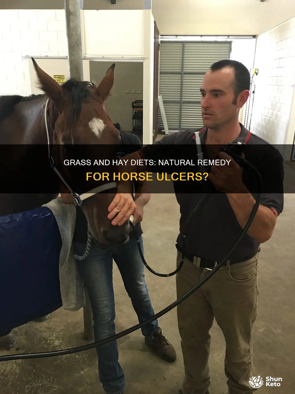 does an all grass and hay diet help horse ulcers