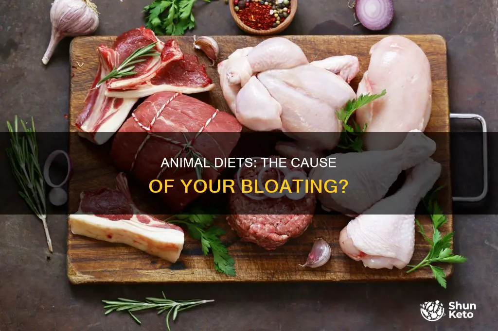 does animal based diet cause bloating