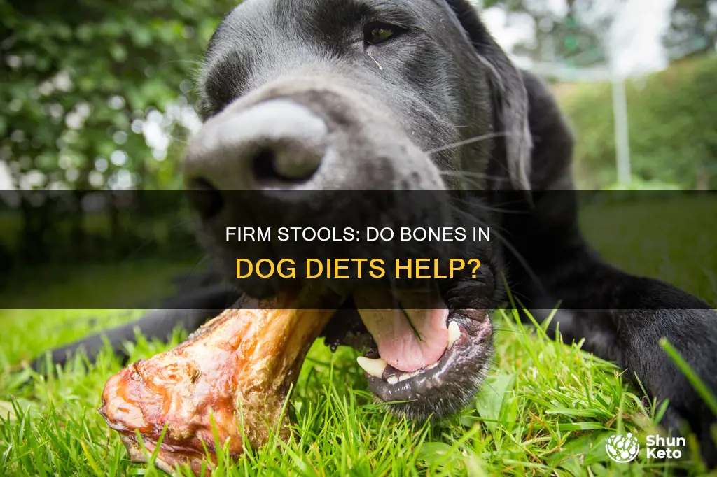 does bone in a dog