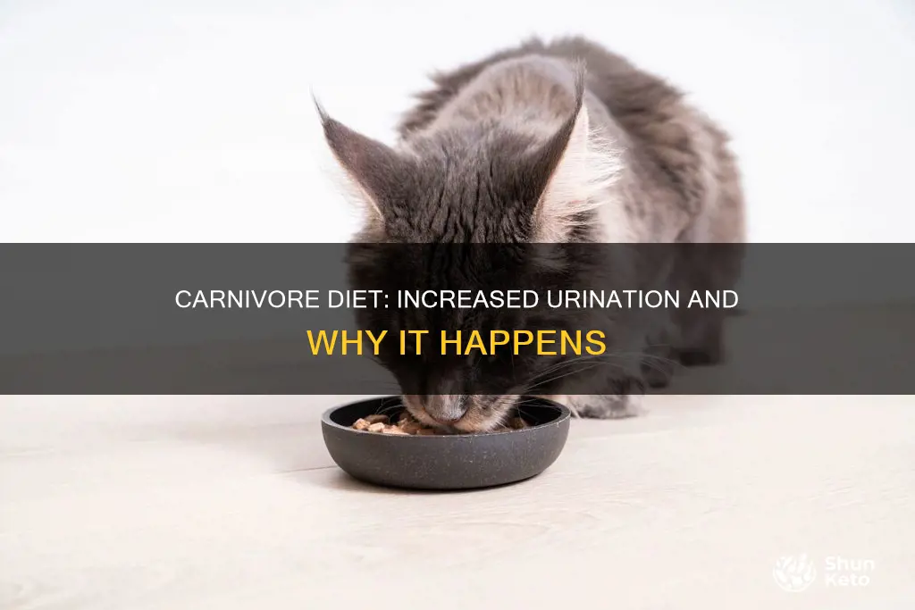 does carnivore diet make you pee more