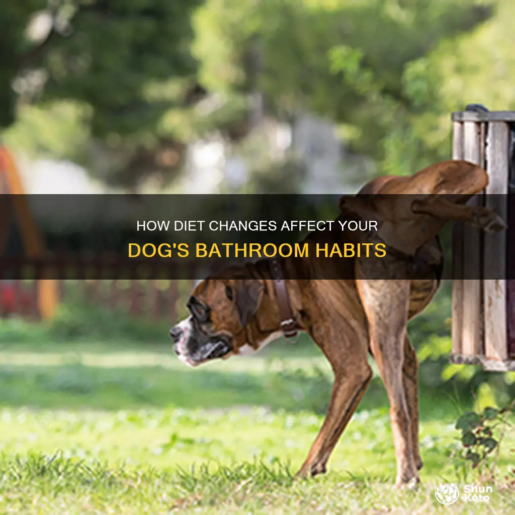 does changing dogs diet make dogs pee on floor