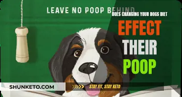 How Diet Influences Dog Poop: What You Need to Know