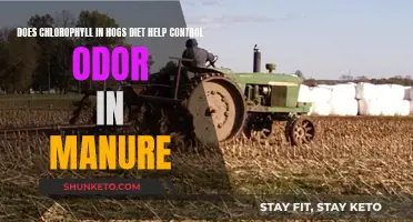 Hog Manure Odor Control: Chlorophyll Diet Solution